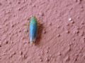 Cicadella viridis